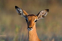 Impala (Aepyceros melampus) portrait of juvenile, Masai-Mara game reserve, Kenya
