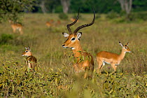 Impala (Aepyceros melampus) male with females behind him, Nakuru national park, Kenya