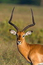 Impala (Aepyceros melampus) male, Nakuru national park, Kenya