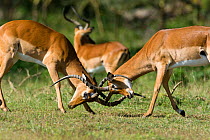 Impala (Aepyceros melampus) males fighting, Nakuru national park, Kenya
