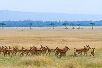 Impala (Aepyceros melampus) herd, Masai-Mara game reserve, Kenya