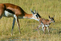 Thomson's gazelle (Gazella / Eudorcas thomsoni) mother and newborn just after birth, Masai-Mara game reserve, Kenya
