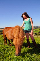 Girl stroking American miniature horse (Equus caballus) mare as she grazes a grassy hillside paddock, Wiltshire, UK, July. Model released.