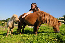 Girl reaching out to American miniature horse (Equus caballus) foal over the back of its mother as she grazes a grassy hillside paddock, Wiltshire, UK, July. Model released.