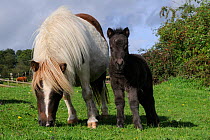 American miniature horse (Equus caballus) mare grazing in a grassy paddock next to her foal, Wiltshire, UK, September.