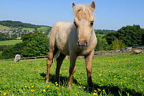 American miniature horse (Equus caballus) foal standing among Buttercups (Ranunculus acris) in a grassy hillside paddock, Wiltshire, UK, July.
