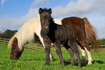 American miniature horse (Equus caballus) foal standing beside its mother as she grazes in a grassy paddock, Wiltshire, UK, September.