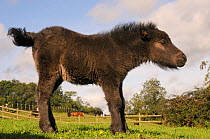American miniature horse (Equus caballus) foal standing in a grassy hillside paddock, Wiltshire, UK, September.