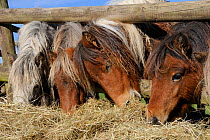 Four American miniature horses (Equus caballus) reaching through a wooden fence to eat hay, Wiltshire, UK, October.