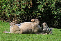 American miniature horse (Equus caballus) mare rolling on its back on grassy pastureland, Wiltshire, UK, September.