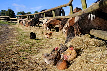 Bantam chickens (Gallus gallus domsesticus) resting in pile of hay next to a row of miniature horses and a Welsh cob (Equus caballus) reaching through a wooden fence to eat the hay, Wiltshire, UK, Oct...