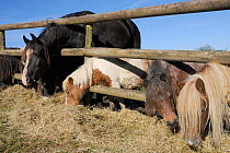 Row of American Miniature horses and a Welsh cob (Equus caballus) reaching through a wooden fence to eat hay, Wiltshire, UK, October.