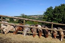Row of American miniature horses (Equus caballus) reaching through a wooden fence to eat hay, Wiltshire, UK, October.