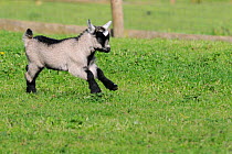 Young Pygmy goat kid (Capra hircus) running in grass paddock, Wiltshire, UK, September.