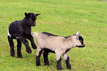 One young Pygmy goat (Capra hircus) jumping up behind its sibling, encouraging it to play, Wiltshire, UK, September.