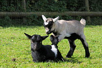 One young Pygmy goat kid (Capra hircus) encouraging its sibling to play by treading on its back as it lies down, Wiltshire, UK, September.