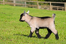 Young Pygmy goat kid (Capra hircus) walking in grassy paddock, Wiltshire, UK, September.