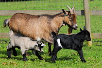 Mother Pygmy goat (Capra hircus) walking with her two young kids running alongside in a fenced paddock, Wiltshire, UK, September.
