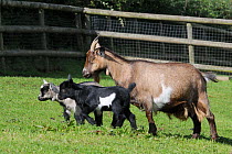 Mother Pygmy goat (Capra hircus) walking with two young kids in a fenced paddock, Wiltshire, UK, September.
