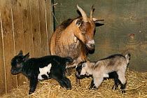 Mother Pygmy goat (Capra hircus) and two new-born kids in a straw-lined stable, Wiltshire, UK, September.