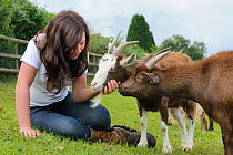 Girl stroking the head of a female Pygmy goat (Capra hircus) as another looks on, Wiltshire, UK, September. Model released.