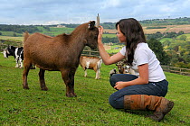 Girl stroking the head of a female Pygmy goat (Capra hircus) with others in the background, Wiltshire, UK, September. Model released.