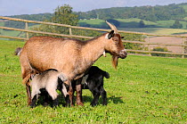 Mother Pygmy goat (Capra hircus) suckling two young kids on hillside pastureland, Wiltshire, UK, September.