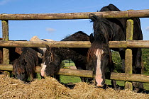 Welsh cob and two American miniature horses (Equus caballus) reaching through a wooden fence to eat hay, Wiltshire, UK, October.