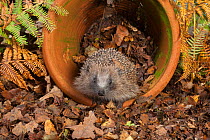 Hedgehog (Erinaceus europaeus) in abandonned flower pot. UK, October.
