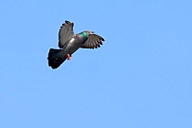 Rock Dove / Feral Pigeon (Columba livia) in flight. Hunstanton, Norfolk, April.
