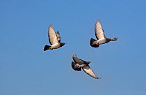 Rock Doves (Columba livia) in flight. Hunstanton, Norfolk, March.