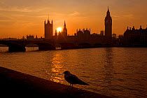 The River Thames and Houses of Parliament at Westminster at sunset with gull, UK, November 2005.