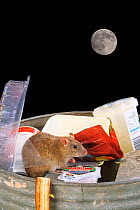 Brown Rat (Rattus norvegicus) scavenging in bin, with moon. UK, May. (Double exposure on film)