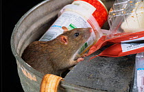 Brown Rat (Rattus norvegicus) scavenging in bin UK, May.