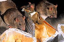 Brown Rat (Rattus norvegicus) scavenging in bin. UK, May.
