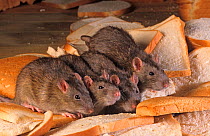 Brown Rat (Rattus norvegicus) feeding on bread. UK, May.