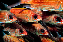 Longjaw squirrel fish (Sargocenron spiniferum) shoal, Caribbean