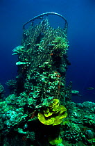 Funnel on the Japanese wreck of the 'Kasi Maru', sunk by US Bombers in 1943, Bairoko Harbour, Central Solomon Islands.