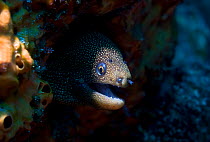 Goldentail moray (Gymnothorax miliaris) with head out of reef hollow. Tobago, Caribbean.
