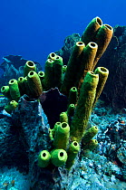 Tube or trumpet sponges (Aplysina fistularis?) Tobago. Caribbean