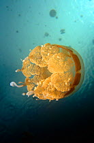 Juvenile jellyfish (Mastigias sp) Jellyfish Lake. Palau.