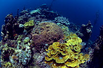 Corals growing on Japanese shipwreck - stern section of 'Kasi Maru', Bairoko Harbour,Solomon Islands, November 2008