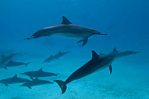 Hawaiin Spinner Dolphins (Stenella longirostris) at rest, Midway Atoll, Central Pacific.