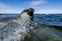 Southern elephant seal (Mirounga leonina) weaned pup in the surf, Sea Lion Island, Falkland Islands, December