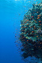 Coral wall with Anthiinae schooling fish, Red Sea