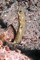 Galapagos garden eel (Heteroconger hassi) emerging from burrow, Galapagos.