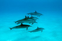 Spinner dolphins (Stenella logirostris) small pod in within Midway atoll, Midway, Pacific.
