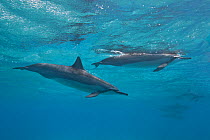 Spinner dolphins (Stenella longirostris) near surface, Midway atoll. Midway, Pacific.