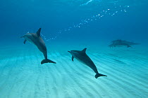 Spinner dolphins (Stenella longirostris) small pod in within Midway atoll, Midway, Pacific.