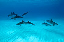 Spinner dolphins (Stenella longirostris) small pod in within Midway atoll, Midway, Pacific.